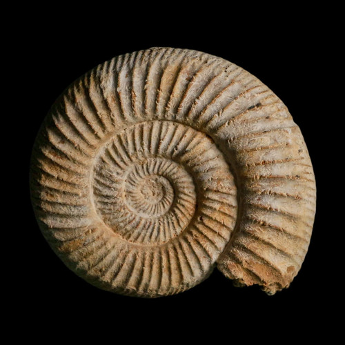 91mm perisphinctes ammonite - perisphinctes,