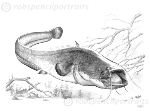 Wels catfish - wels, (silurus