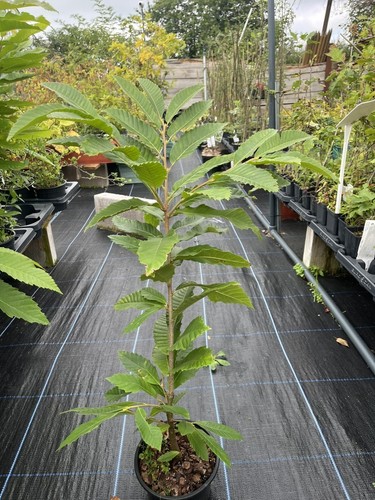 American chestnut tree - chestnut, 🌰