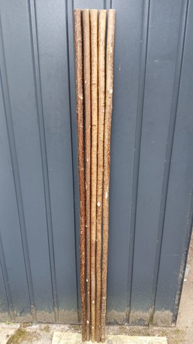 Hazel walking stick - hazel, shanks