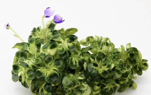 African violet - violet, (saintpaulia)