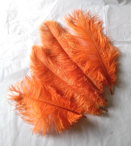 Prime ostrich plumes in - plumes, x