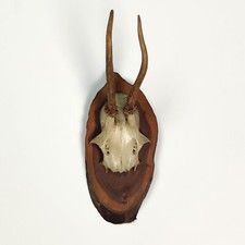 Vintage 1980s Mounted Roe Deer Antler and Skull Wall Hanging Plaque