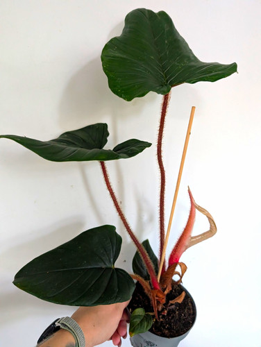 Philodendron squamiferum - squamiferum, x