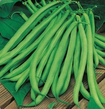Blue Lake Bean - Climbing