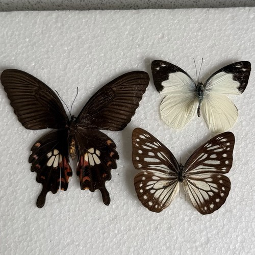 Entomology butterfly specimen - butterfly,