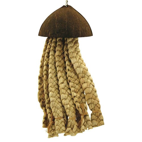 Jellyfish natural parrot - jellyfish,