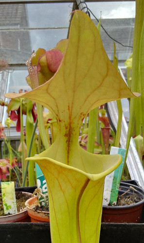 Sarracenia flava - sarracenia, v.