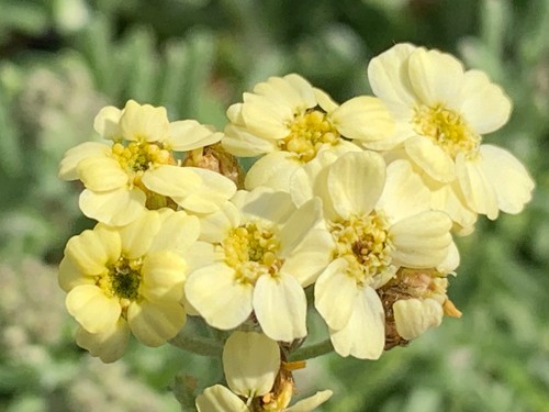 Achillea lewisii king - ×, 'king