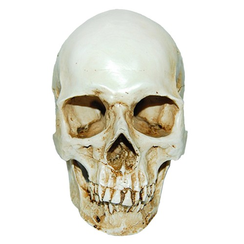 Lifesize human skull - lifesize, replica