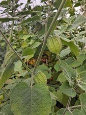 25x British adapted Cape