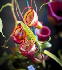 NEPENTHES JAMBAN - CARNIVOROUS PLANT, 10 SEEDS