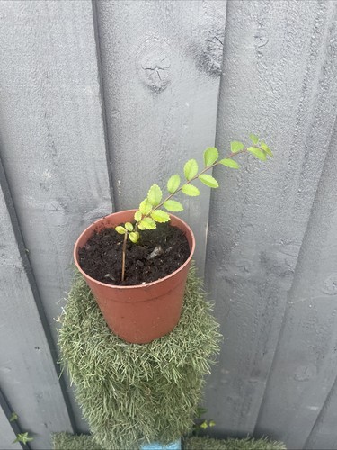 Chinese elm rooted cutting - elm,