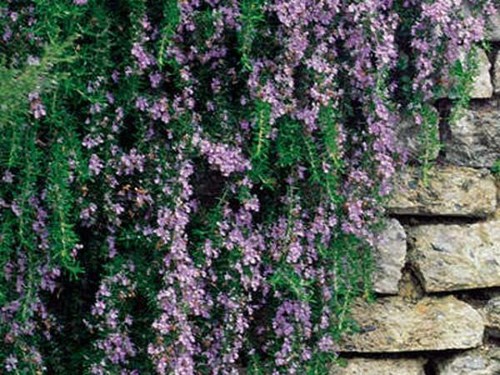 Trailing rosemary herb plant - trailing,