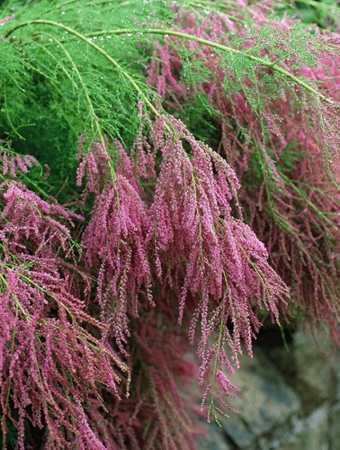 Tamarix pink flowering - tamarix,