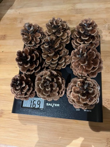 Natural ponderosa pine cones - ponderosa,