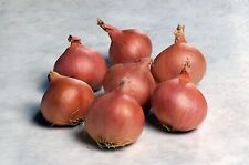 Vegetable - Shallot - Matador F1 - 100 Seeds