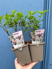 Hydrangea paniculata Pink