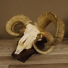 Jacob Sheep Four Horned Sheep Multi Horned Sheep Skull Trophy Plaque HL 30-40 Cm