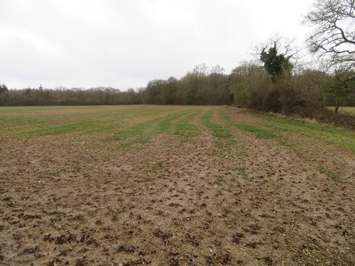 Photo 6x4 copse ground - 6x4, field