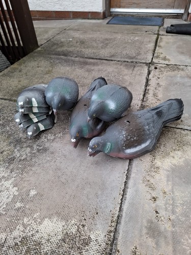 Pigeon decoys - 11,