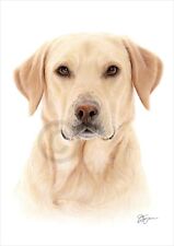 Colour pencil drawing giclee print of a Labrador Retriever | A4/A3 signed art