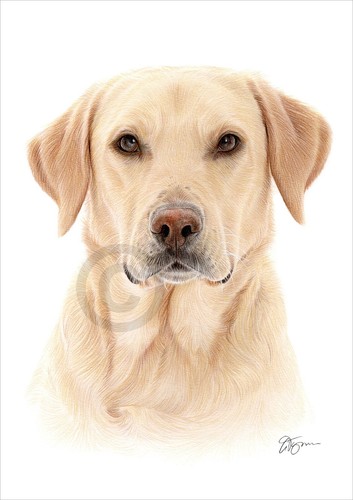 Colour pencil drawing - , giclee