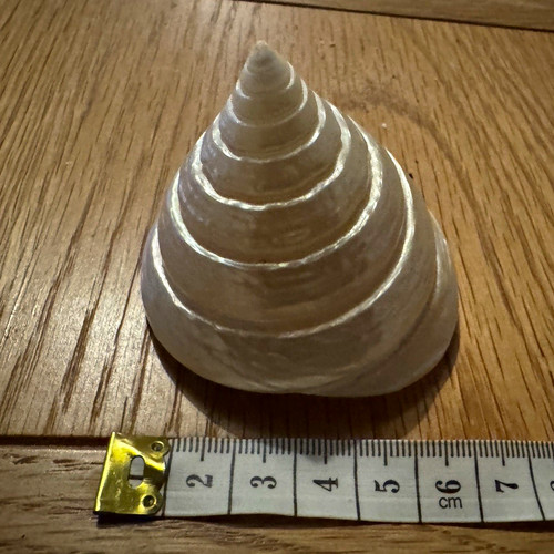 Large natural white spiral - natural,