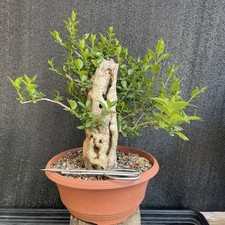 Bonsai tree hollow trunk sumo