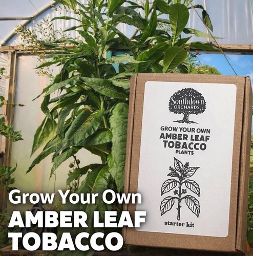 Grow your own tobacco kit - tobacco,