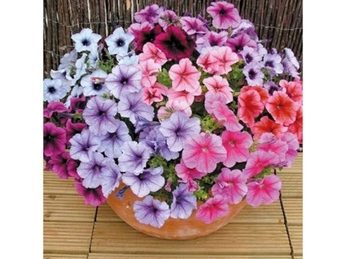 Flower petunia superbissima - flower,