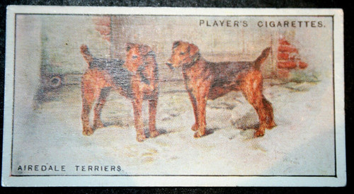 Airedale terrier vintage - terrier,