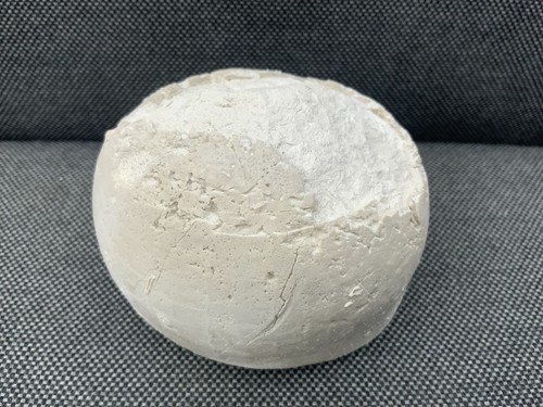 Fossil sea urchin echinocorys - fossil,