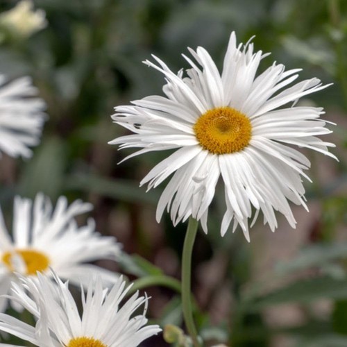Leucanthemum crazy daisy - t&m,