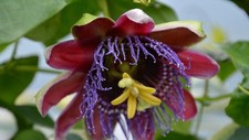 Passiflora Marijke| Passion