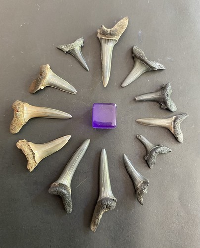Medium large fossil - large,