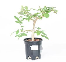 Bursera copallifera random own - bursera,