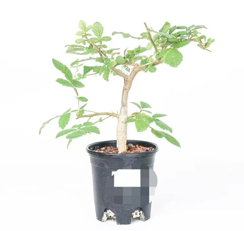 Bursera copallifera random own - copallifera,