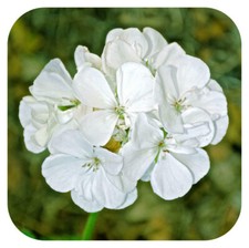 Geranium F1 Horizon White Pelargonium x 6 Plug Plants  