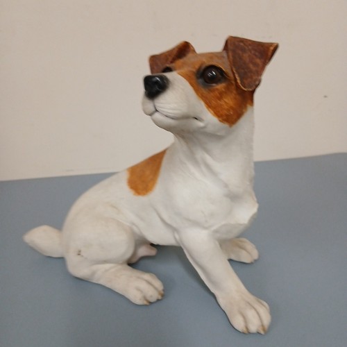 Jack russell terrier - jack,