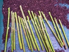 50 Very Hardy Fast Growing Hybrid 90cm/36" Willow Cuttings, grown upland Cumbria
