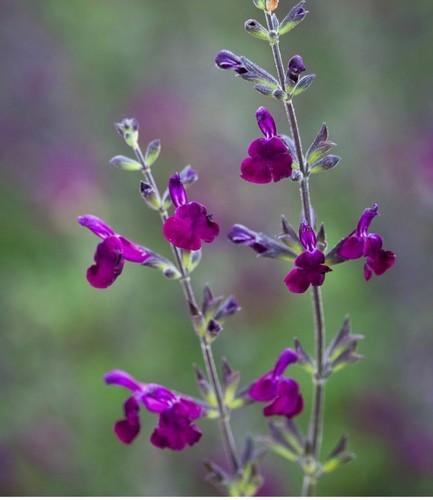 Salvia jamensis - x,