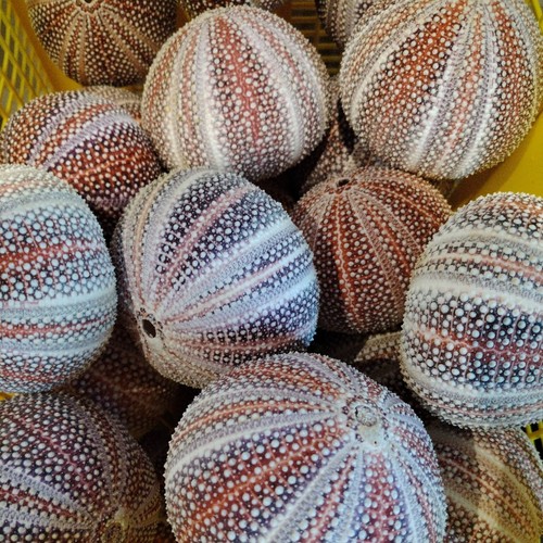 Large scottish sea urchins - sea,
