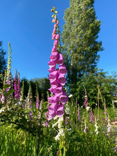 Foxglove wild 4000 seeds - foxglove,