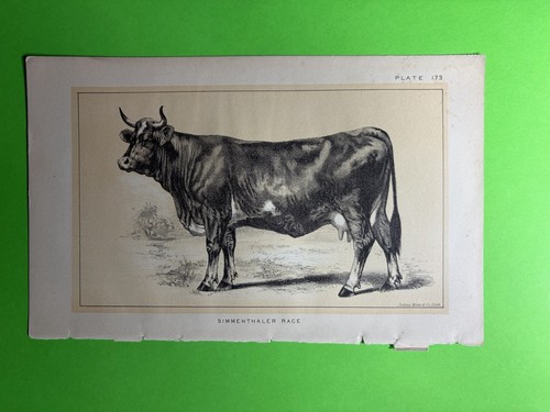 Julius bien litho print - litho,