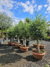 1 x 5.5-6ft  Olive Tree In