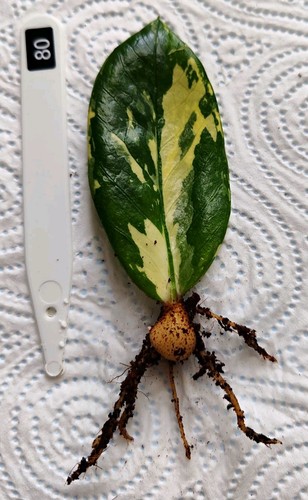 Zamioculcas zamiifolia - zamioculcas,