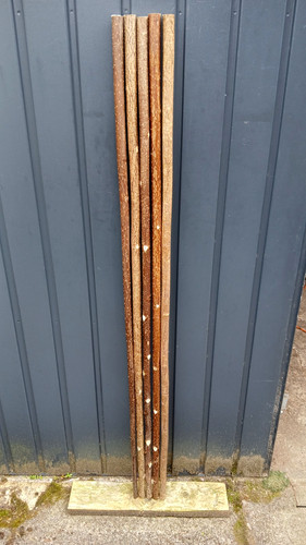 Hazel walking stick - walking,