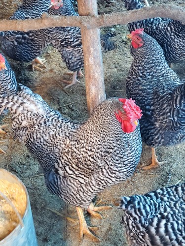 Dominique hatching eggs - hatching,