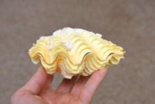 Natural clam clamshell - natural,